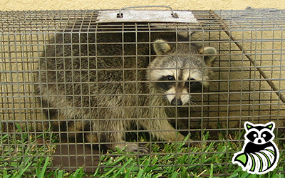 Four Oaks trapping
